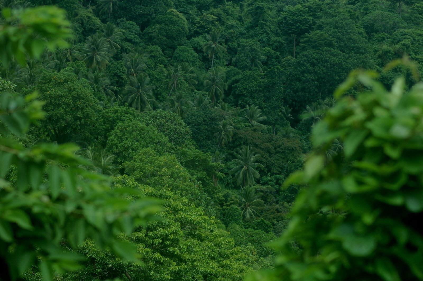 A professional environmental conservation photograph capturing dense tropical jungle ecosystems representing where the orange lipped Colobus monkey discovery occurred